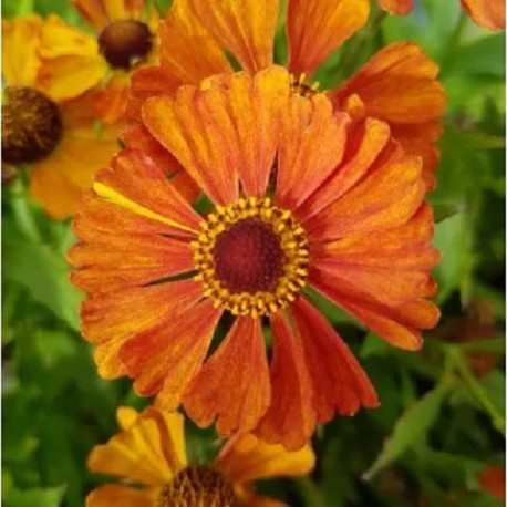 Helenium-Dzielżan-Little Orange