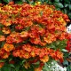 Helenium-Dzielżan-Little Orange