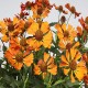Helenium-Dzielżan-Little Orange