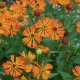 Helenium-Dzielżan-Little Orange