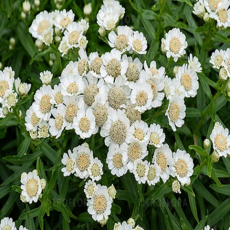 Achillea-Krwawnik-Nana Compacta