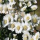 Achillea-Krwawnik-Nana Compacta