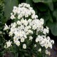 Achillea-Krwawnik-Nana Compacta