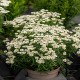 Achillea-Krwawnik-Nana Compacta