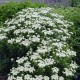 Achillea-Krwawnik-Nana Compacta