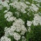 Achillea millefolium-Krwawnik-Schneetaler