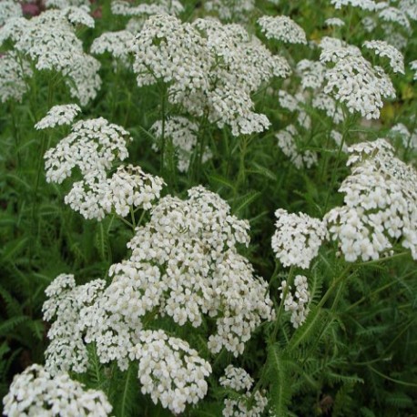 Achillea millefolium-Krwawnik-Schneetaler