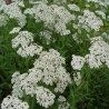 Achillea millefolium-Krwawnik-Schneetaler