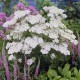 Achillea millefolium-Krwawnik-Schneetaler