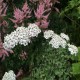 Achillea millefolium-Krwawnik-Schneetaler