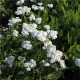 Achillea millefolium-Krwawnik-Schneetaler
