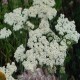 Achillea millefolium-Krwawnik-Schneetaler