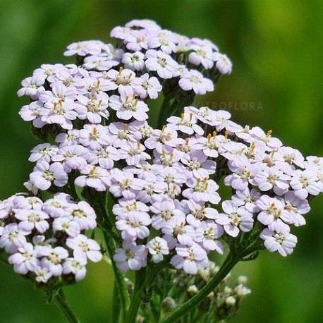 Achillea millefolium-Krwawnik-Wildform