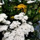 Achillea millefolium-Krwawnik-Wildform