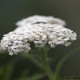 Achillea millefolium-Krwawnik-Wildform