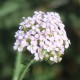 Achillea millefolium-Krwawnik-Wildform