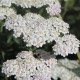 Achillea millefolium-Krwawnik-Wildform