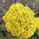Achillea millefolium-Krwawnik-Skysail Yellow