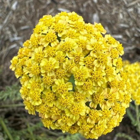 Achillea millefolium-Krwawnik-Skysail Yellow