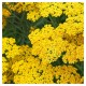 Achillea millefolium-Krwawnik-Skysail Yellow