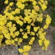 Achillea millefolium-Krwawnik-Skysail Yellow