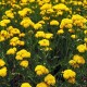 Achillea millefolium-Krwawnik-Skysail Yellow