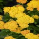 Achillea millefolium-Krwawnik-Skysail Yellow