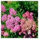 Achillea millefolium-Krwawnik-Skysail Bright Pink