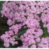 Achillea millefolium-Krwawnik-Skysail Bright Pink