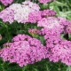 Achillea millefolium-Krwawnik-Skysail Bright Pink