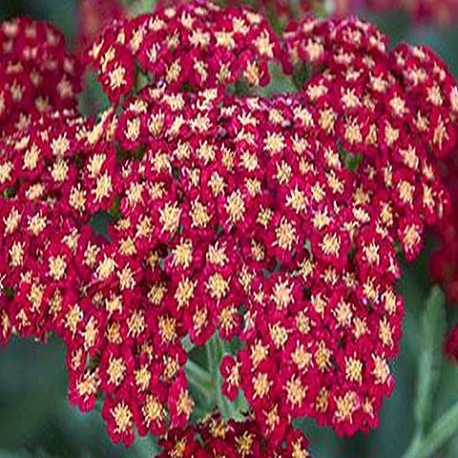 Achillea millefolium-Krwawnik-Skysail Bright Pink