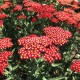 Achillea millefolium-Krwawnik-Skysail Bright Pink