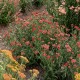 Achillea millefolium-Krwawnik-Skysail Bright Pink