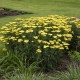 Achillea millefolium-Krwawnik-Sassy Summer Lemon