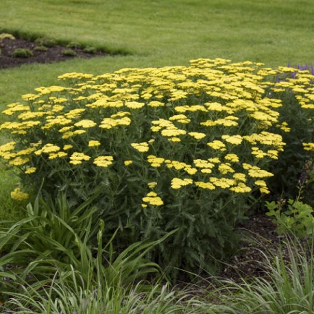 Achillea millefolium-Krwawnik-Sassy Summer Lemon