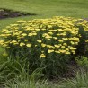 Achillea millefolium-Krwawnik-Sassy Summer Lemon