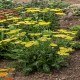 Achillea millefolium-Krwawnik-Sassy Summer Lemon