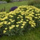 Achillea millefolium-Krwawnik-Sassy Summer Lemon