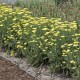 Achillea millefolium-Krwawnik-Sassy Summer Lemon