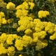 Achillea millefolium-Krwawnik-Sassy Summer Lemon
