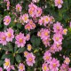 ANEMONE -ZAWILEC-x hybrida SERENADE