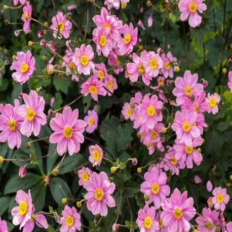 ANEMONE -ZAWILEC-x hybrida SERENADE