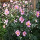 ANEMONE -ZAWILEC-x hybrida SERENADE
