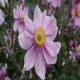 ANEMONE -ZAWILEC-x hybrida SERENADE