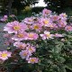 ANEMONE -ZAWILEC-x hybrida SERENADE