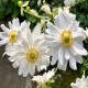 ANEMONE -ZAWILEC-x hybrida WHIRLWIND