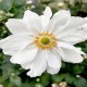 ANEMONE -ZAWILEC-x hybrida WHIRLWIND