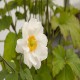 ANEMONE -ZAWILEC-x hybrida WHIRLWIND