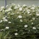 ANEMONE -ZAWILEC-x hybrida WHIRLWIND