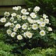 ANEMONE -ZAWILEC-x hybrida WHIRLWIND